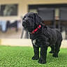 Charly participe au concours pour gagner de l'argent avec cette photo : puppy, dog, black_dog, red_collar, grass, outdoor, pet, animal, cute, fur, young_dog, portrait, standing, canine, domestic_animal, looking_away, blurred_background, greenery, adorable, nature