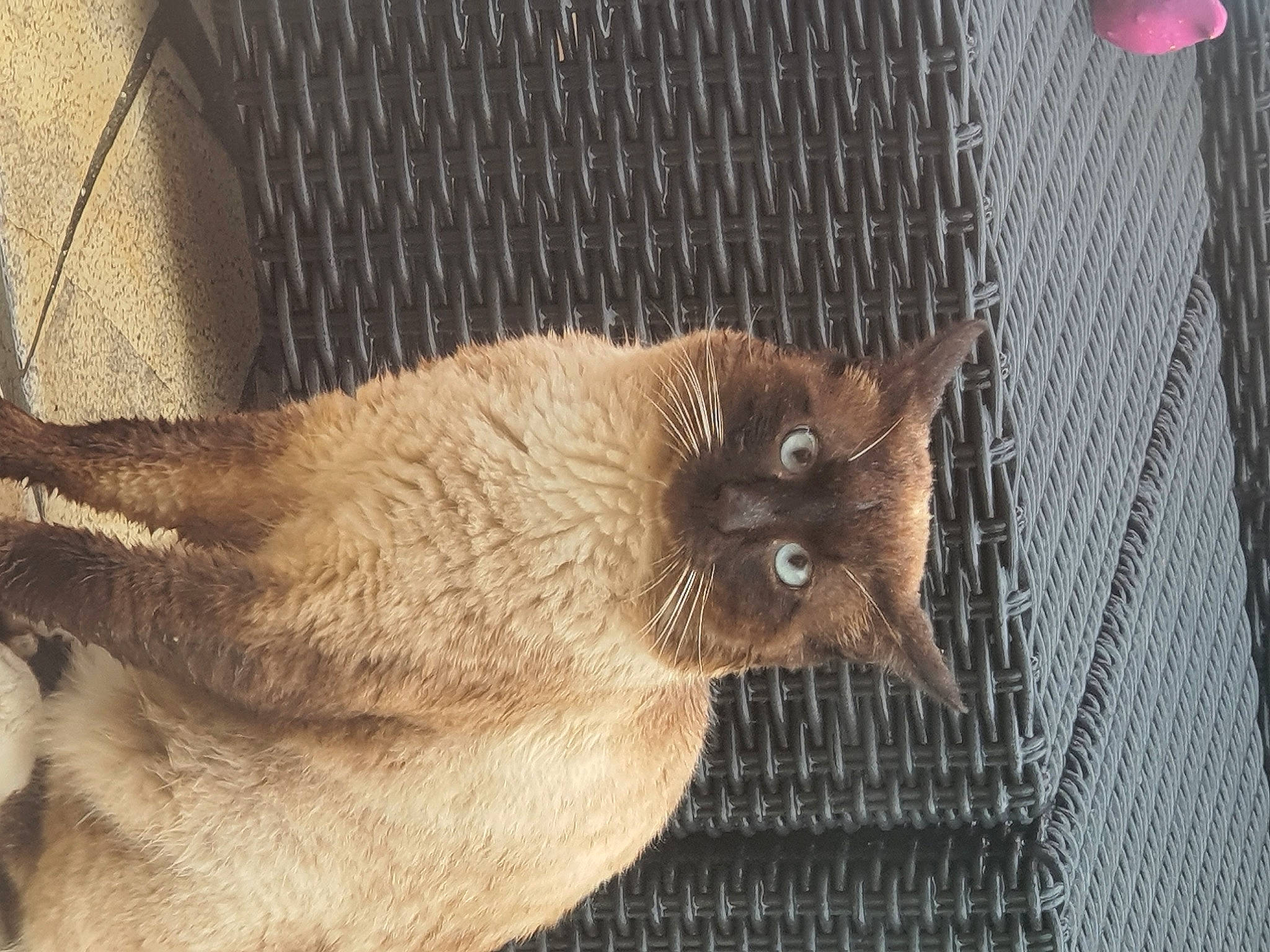 Titi