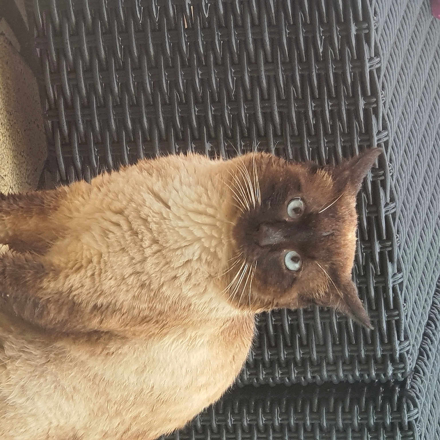 Titi