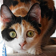 Frizouille a rejoint le concours — aidez-le/la à gagner de superbes lots ! cat, calico, close_up, green_eyes, whiskers, ears, curious, pet, feline, indoor, animal, face, portrait, fur, patterned_curtain, soft_light, focused, alert, cute, domestic