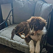 Buzz a rejoint le concours — aidez-le/la à gagner de superbes lots ! animal, brown, chair, companion, cozy, cushion, cute, dog, domestic, fluffy, furniture, home, indoor, paw, pet, puppy, relaxed, resting, white, young