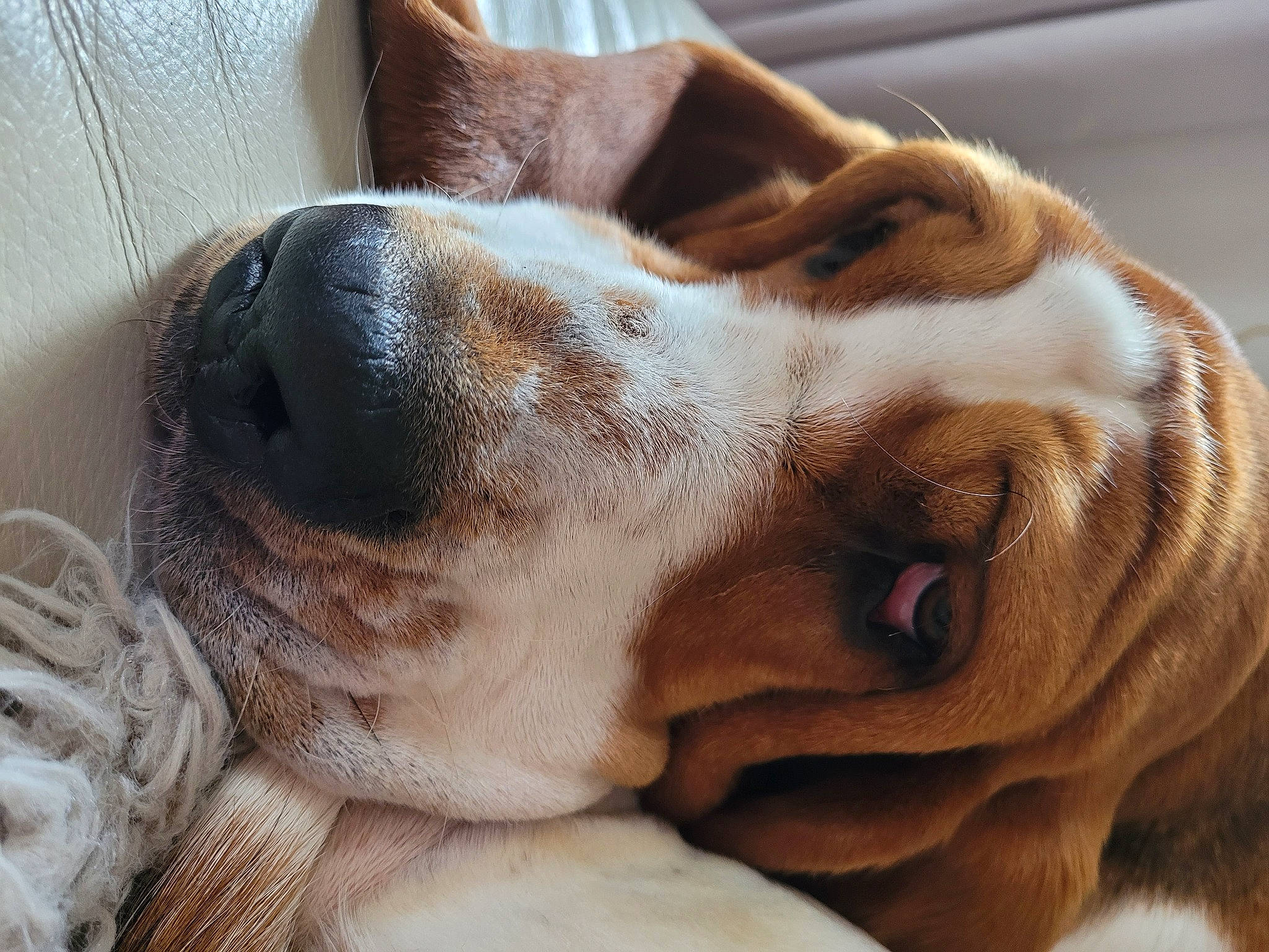 Rosalie participe au concours pour gagner de l'argent avec cette photo : basset_hound, canidae, carnivore, collar, companion_dog, dog, dog_breed, ear, fawn, fur, hound, liver, paw, puppy, scent_hound, snout, terrestrial_animal, whiskers, working_animal, wrinkle