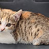 adorable, animal, cat, closeup, cute, domestic, ears, eyes, feline, fur, indoor, kitten, lying_down, mammal, pet, resting, small, tabby, whiskers, young