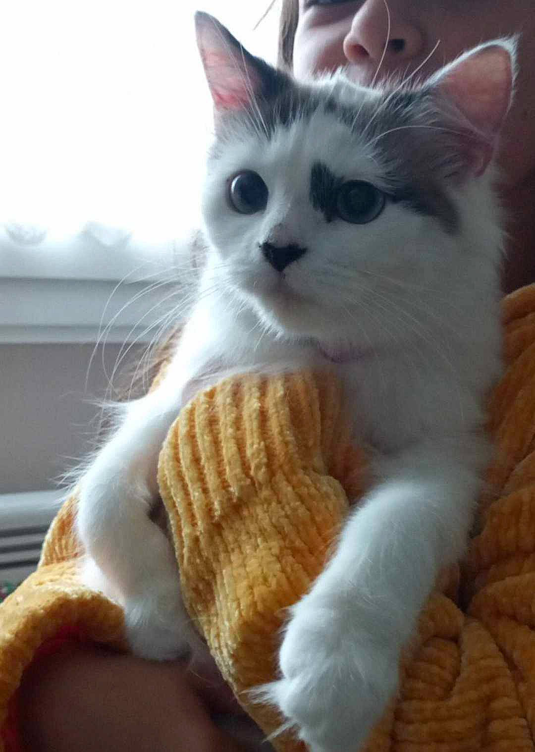 Lilie participe au concours pour gagner de l'argent avec cette photo : carnivore, cat, claw, comfort, domestic_short_haired_cat, fawn, felidae, fur, paw, small_to_medium_sized_cats, snout, tail, whiskers