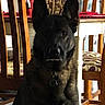 Shaw joined the competition — help win amazing prizes! dog, black_dog, pet, animal, portrait, sitting, alert, upright_ears, dark_fur, collar, indoor, home, dining_room, chairs, furniture, wood, table, background, looking_at_camera, companion