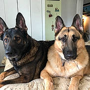 Shaw is registered to the contest to win money with this photo: dog, dogs, german_shepherd, canine, pets, animal, black_and_tan, tan_dog, pointed_ears, long_snout, brown_eyes, collar, indoors, bedroom, bed, cushion, home, portrait, sitting, alert