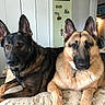 dog, dogs, german_shepherd, canine, pets, animal, black_and_tan, tan_dog, pointed_ears, long_snout, brown_eyes, collar, indoors, bedroom, bed, cushion, home, portrait, sitting, alert
