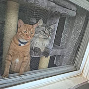 Armethus joined the competition — help win amazing prizes! animal, cat, cat_tree, closeup, collar, curious, curtain, domestic, feline, fluffy, gray_tabby, home, indoor, looking_out, orange_tabby, pets, resting, screen, screen_mesh, window