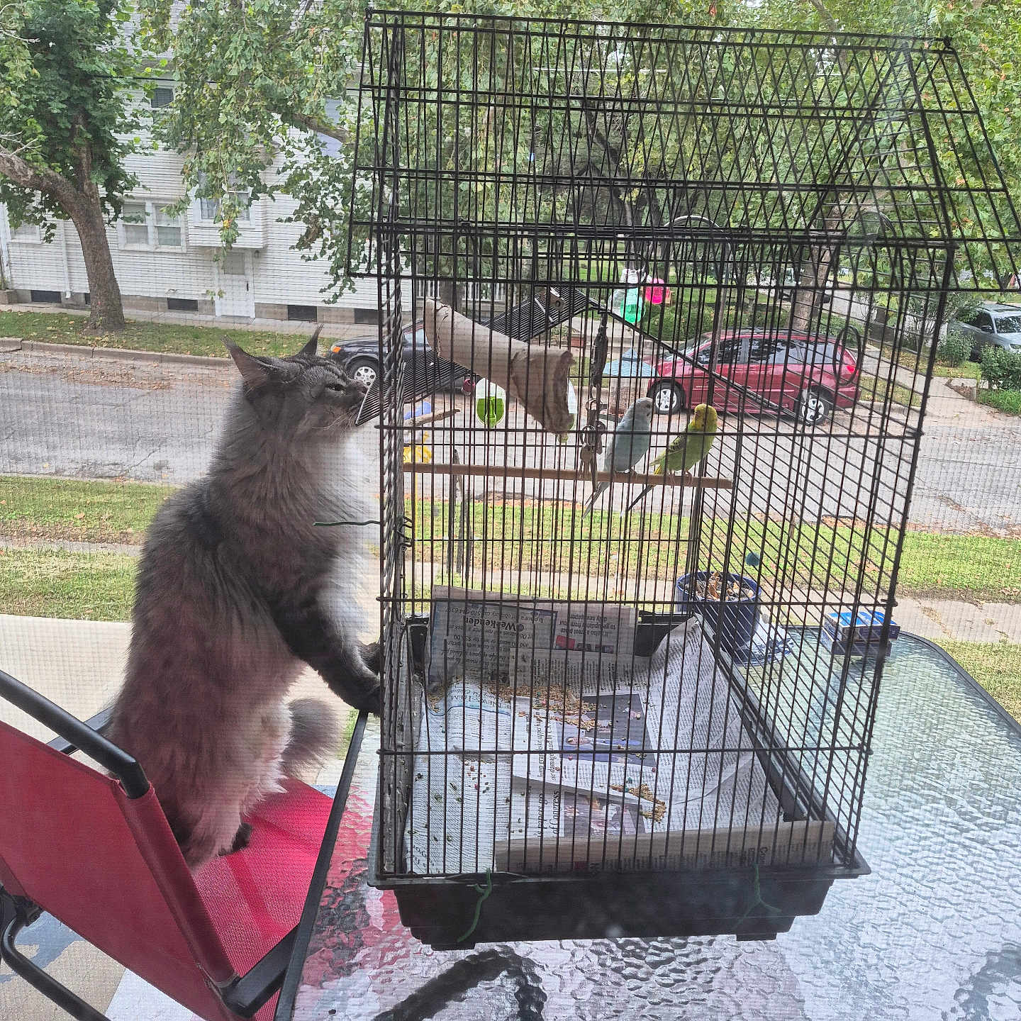 Armethus joined the competition — help win amazing prizes! animal, birdcage, birds, car, cat, curious, daytime, glass_table, grass, nature, newspaper, outdoor, perch, pet, red_chair, residential, sidewalk, street, tree, window_screen