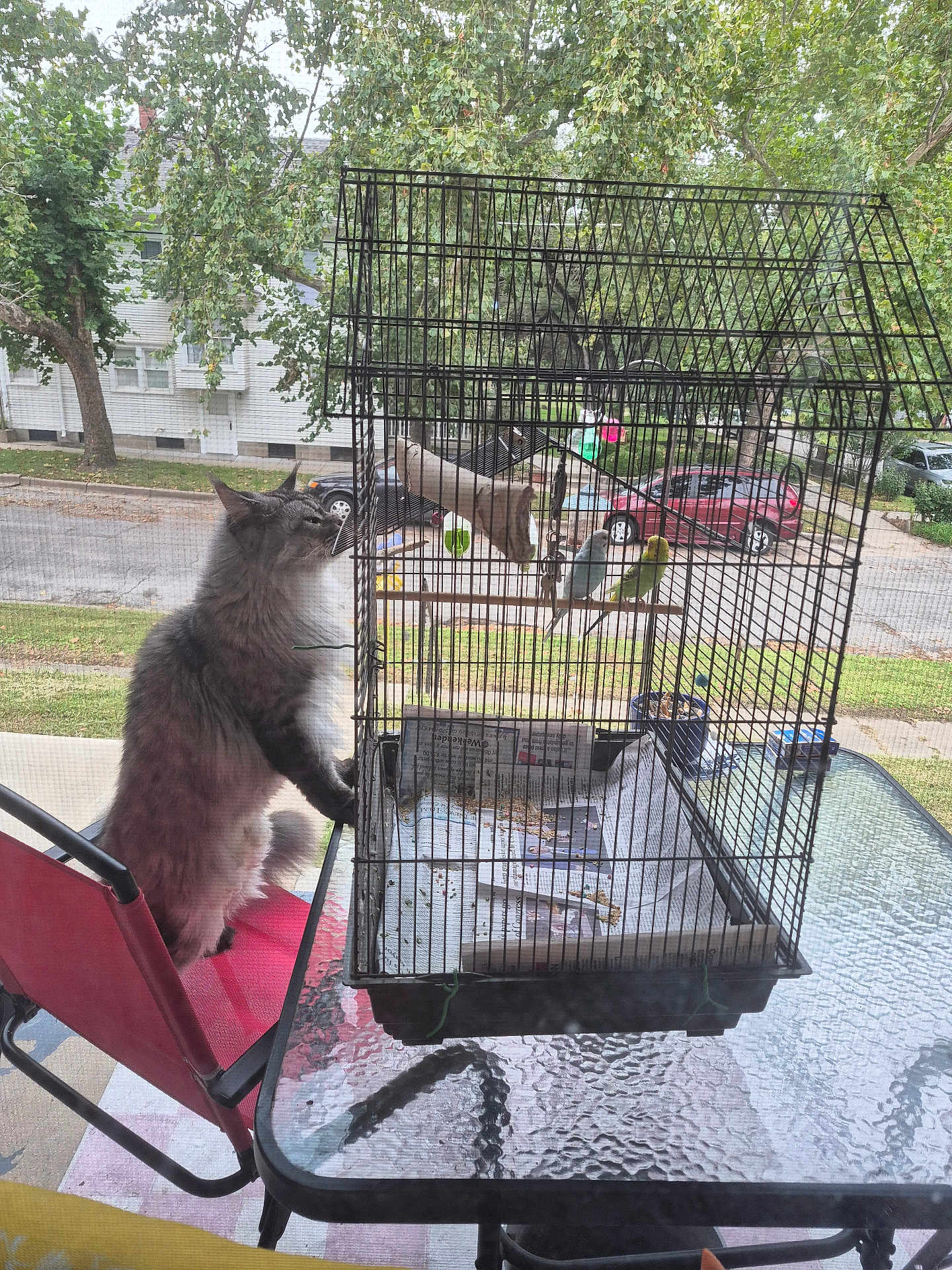 Armethus joined the competition — help win amazing prizes! animal, birdcage, birds, car, cat, curious, daytime, glass_table, grass, nature, newspaper, outdoor, perch, pet, red_chair, residential, sidewalk, street, tree, window_screen
