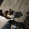 Smoky is registered to the contest to win money with this photo: animal, blue_eyes, cat, companion, cozy, curious, cute, domestic, feet, flooring, fluffy, furniture, home, indoor, looking_up, pet, shadow, siamese_cat, slippers, wooden_floor