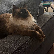 Smoky joined the competition — help win amazing prizes! blanket, cat, couch, cozy, curious, domestic_animal, feline, fluffy, furniture, gray_couch, household, indoor, lamp, living_room, pet, relaxed, seated, siamese_cat, soft_light, table