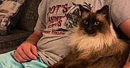 Smoky is registered to the contest to win money with this photo: blanket, blue_pants, casual_clothing, cat, comfort, couch, domestic_animal, furry, gray_shirt, home_decor, human_animal_interaction, indoor, living_room, looking_down, man, pet, plush, relaxed, seated, tattoo