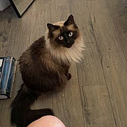 Smoky joined the competition — help win amazing prizes! animal, blue_eyes, cat, cozy, curious, domestic, flooring, fluffy, fur, home, indoor, legs, looking_up, mirror, person, pet, reflection, siamese_cat, sitting, wooden_floor