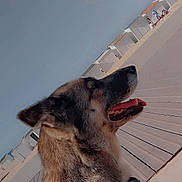 Stella participe au concours pour gagner de l'argent avec cette photo : dog, german_shepherd, side_profile, outdoor, beach, boardwalk, sunny, daytime, canine, pet, tongue_out, relaxed, fence, sky, vacation, summer, collar, animal, nature, leisure