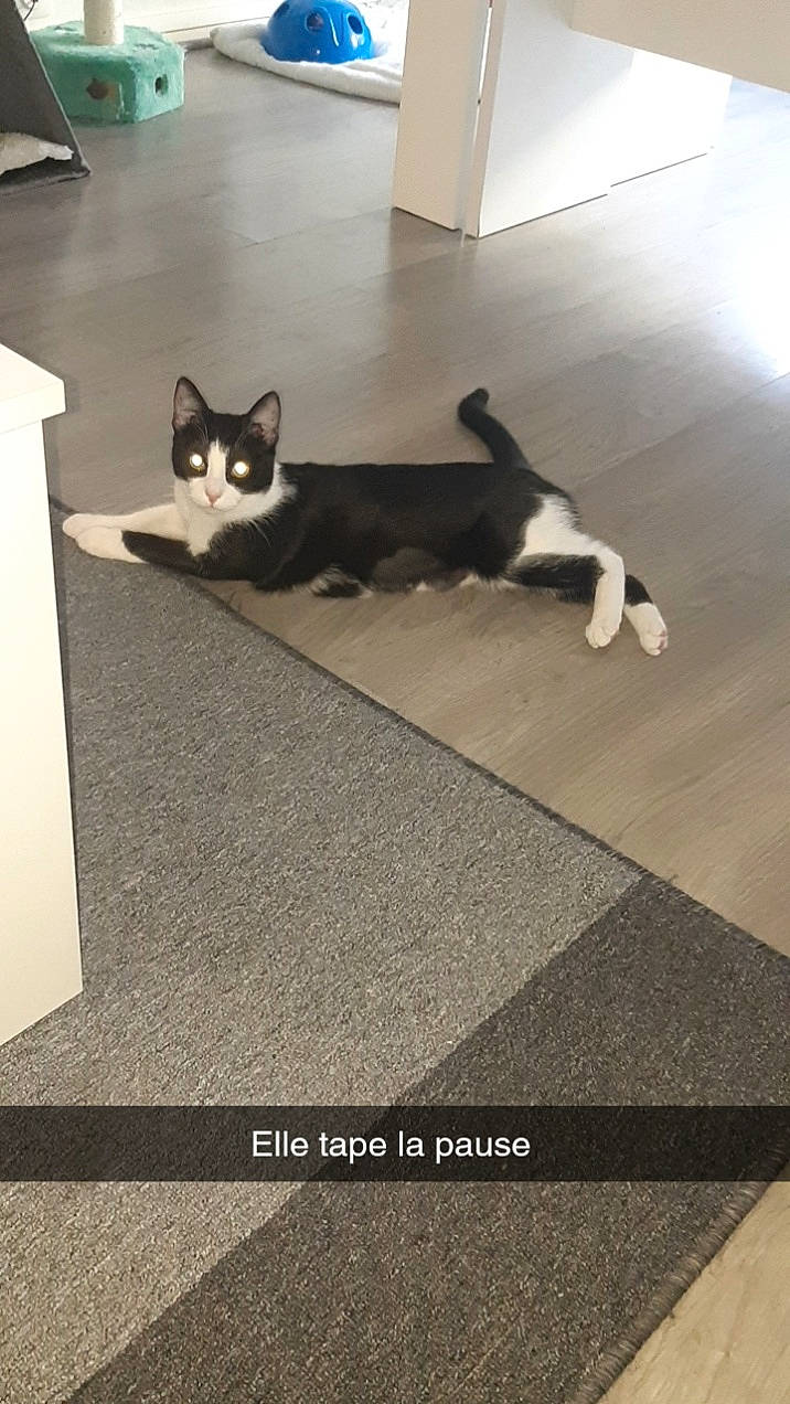 Lalou a rejoint le concours — aidez-le/la à gagner de superbes lots ! art, carnivore, cat, domestic_short_haired_cat, felidae, floor, flooring, font, formal_wear, grey, hardwood, light, line, rectangle, room, shadow, small_to_medium_sized_cats, tail, whiskers, wood