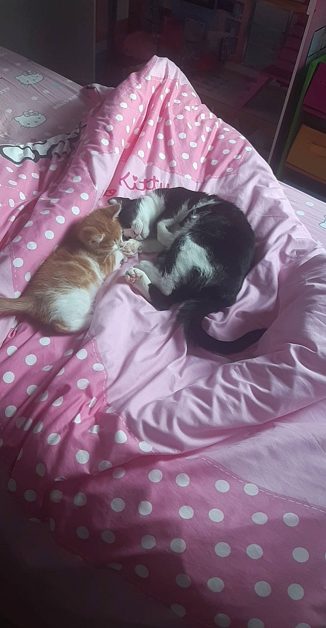 Lalou a rejoint le concours — aidez-le/la à gagner de superbes lots ! canidae, carnivore, cat, comfort, companion_dog, dog_breed, fawn, felidae, fur, grey, linens, magenta, pattern, pink, purple, small_to_medium_sized_cats, sporting_group, tail, textile, whiskers