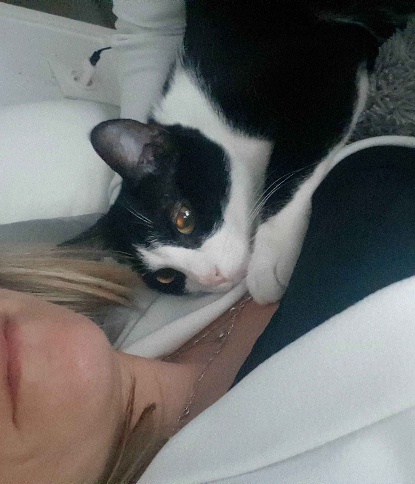 Lalou a rejoint le concours — aidez-le/la à gagner de superbes lots ! black_cat, carnivore, cat, comfort, domestic_short_haired_cat, elbow, felidae, fur, gesture, human_leg, lap, nail, paw, small_to_medium_sized_cats, snout, tail, thigh, tree, whiskers, white