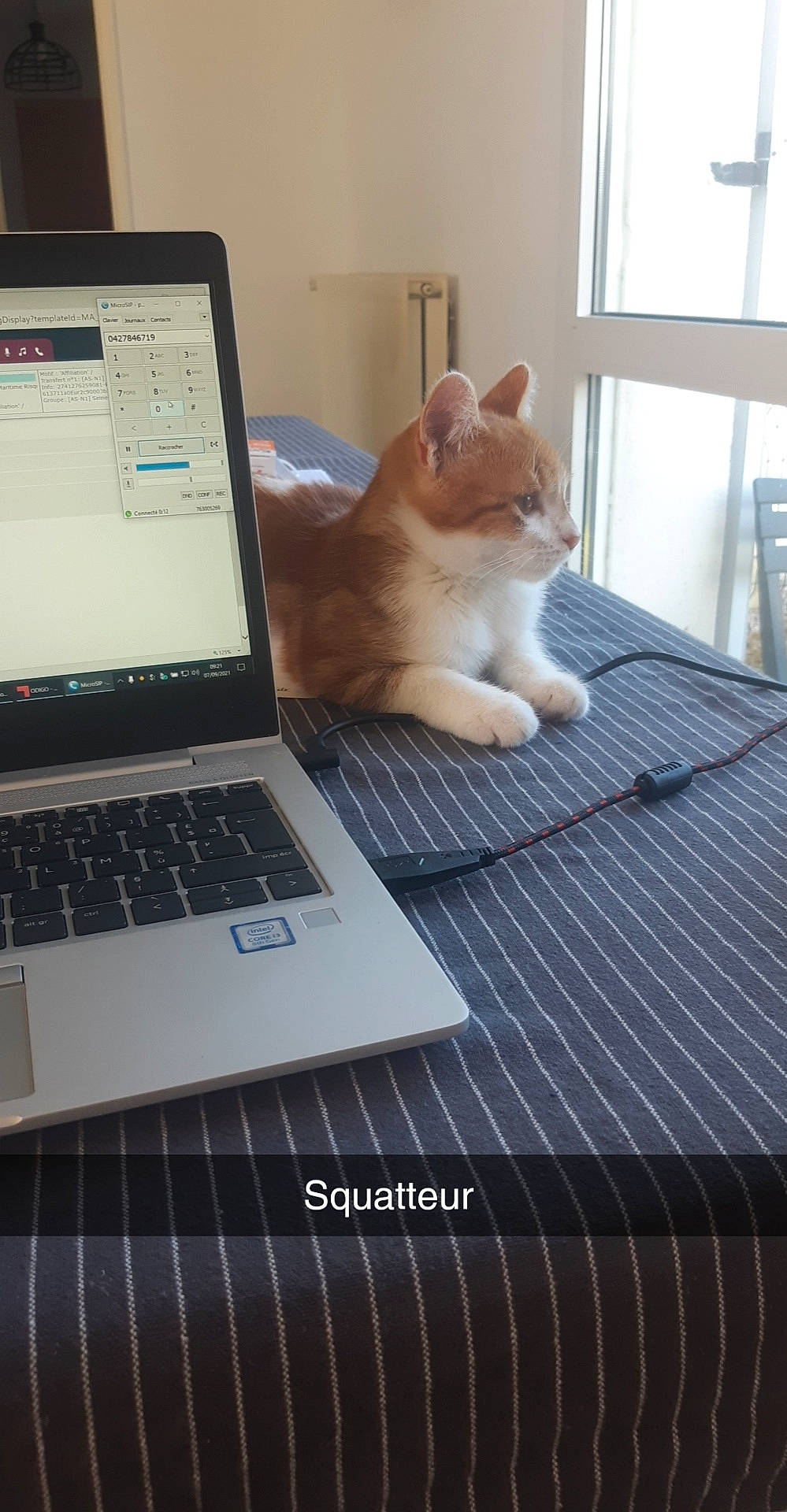 Noisette participe au concours pour gagner de l'argent avec cette photo : carnivore, cat, comfort, communication_device, computer, felidae, gadget, input_device, laptop, netbook, office_equipment, output_device, personal_computer, product, small_to_medium_sized_cats, space_bar, touchpad, whiskers, window, wood