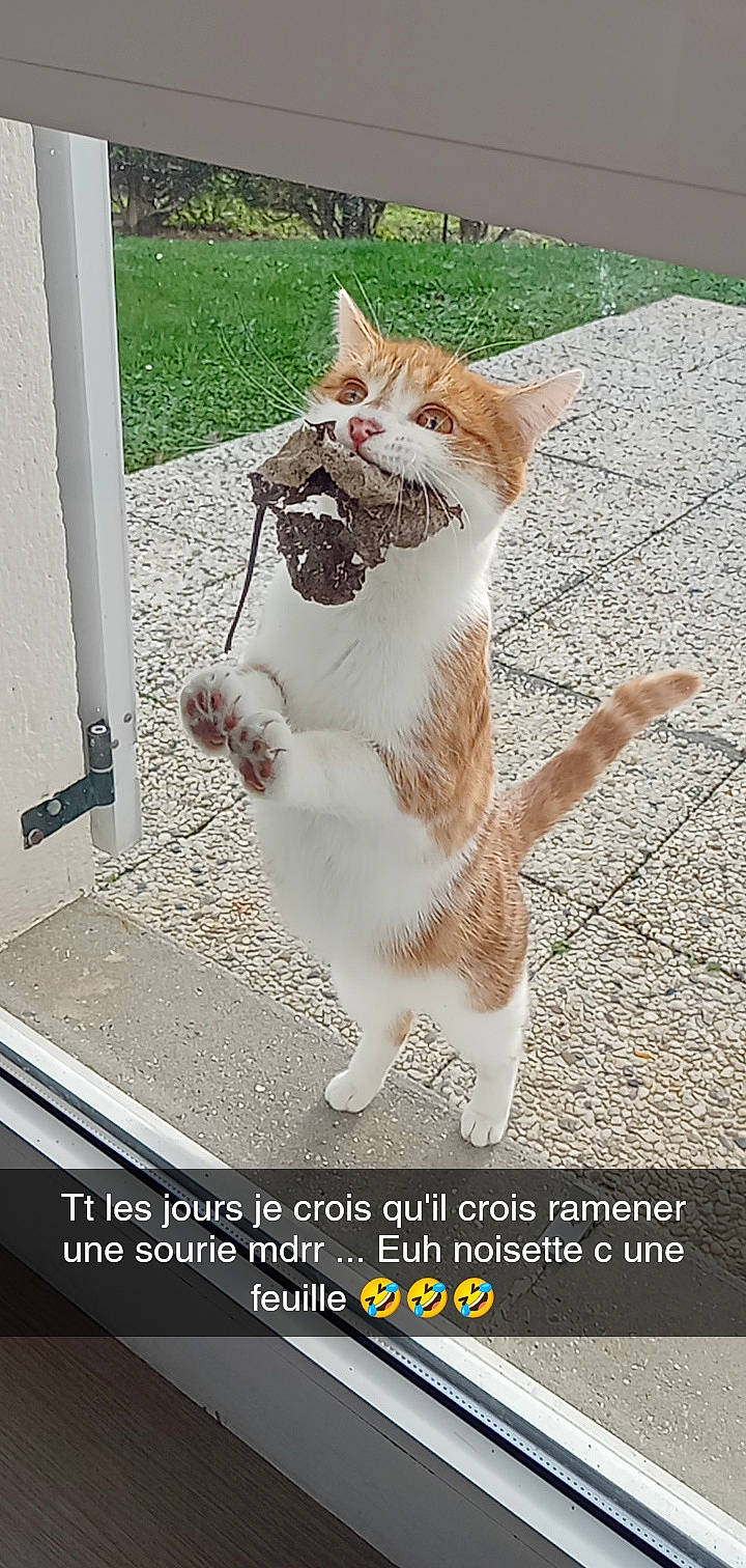 Noisette a rejoint le concours — aidez-le/la à gagner de superbes lots ! asphalt, carnivore, cat, collar, domestic_short_haired_cat, fawn, felidae, font, foot, fur, human_leg, paw, photo_caption, road_surface, small_to_medium_sized_cats, snapshot, snout, tail, terrestrial_animal, whiskers