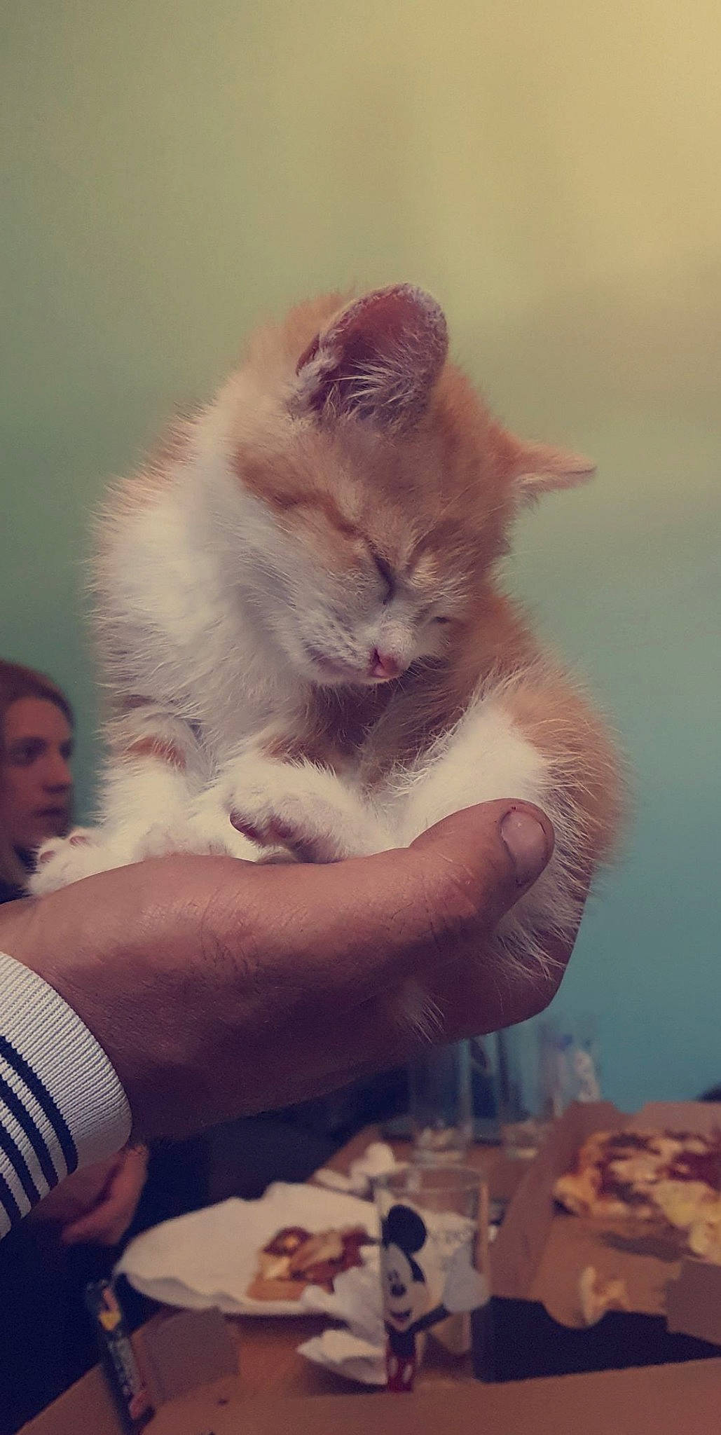 Noisette a rejoint le concours — aidez-le/la à gagner de superbes lots ! carnivore, cat, claw, comfort_food, companion_dog, domestic_short_haired_cat, fawn, felidae, fur, gesture, happy, lap, nail, paw, plant, sitting, small_to_medium_sized_cats, tableware, tail, whiskers