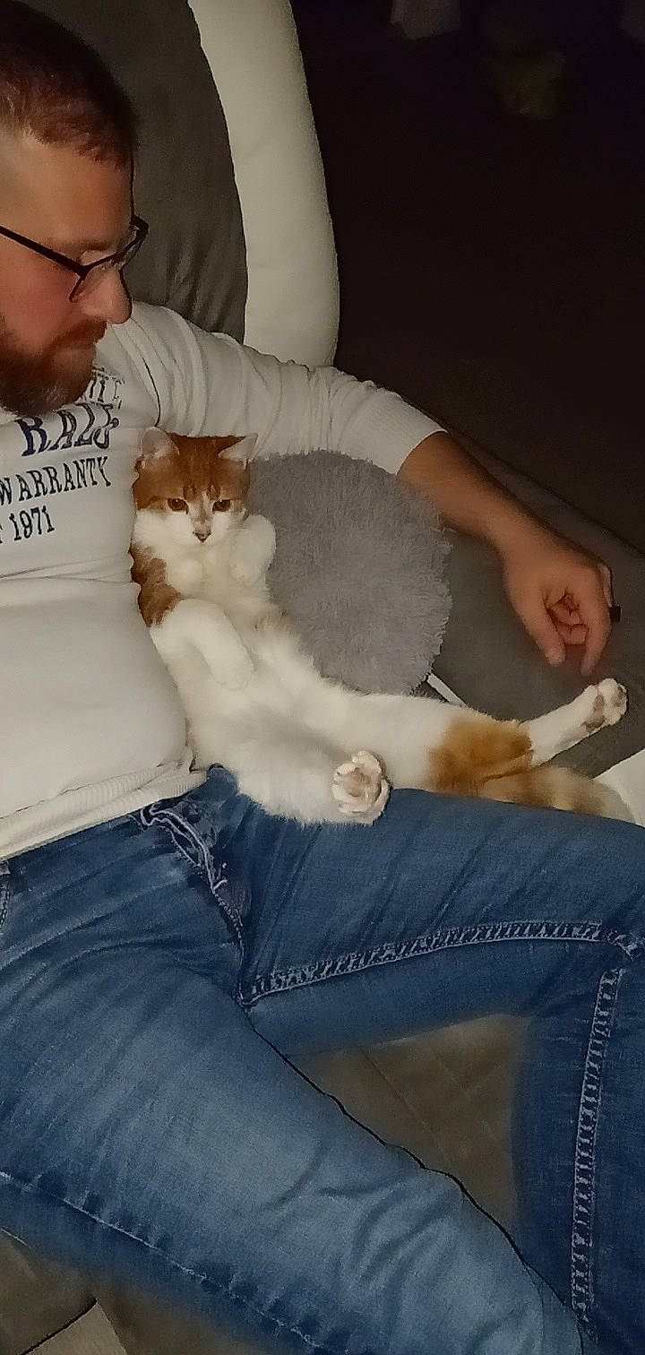 Noisette a rejoint le concours — aidez-le/la à gagner de superbes lots ! beard, carnivore, cat, comfort, companion_dog, couch, domestic_short_haired_cat, ear, fawn, felidae, fur, gesture, interaction, lap, linens, sitting, small_to_medium_sized_cats, tail, textile, whiskers