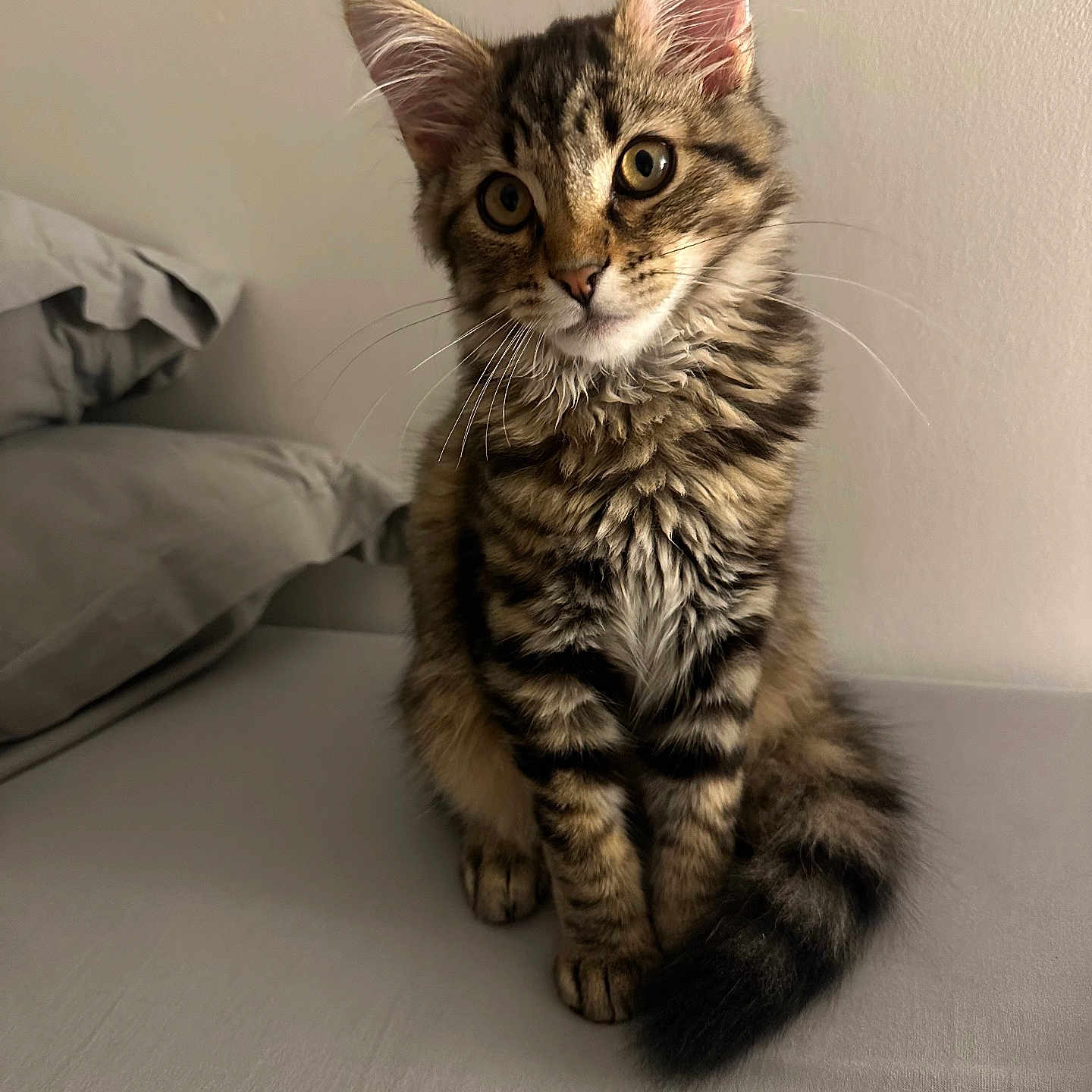 Manavai a rejoint le concours — aidez-le/la à gagner de superbes lots ! cat, kitten, tabby, fluffy, fur, whiskers, ears, eyes, tail, sitting, portrait, indoors, bed, bedroom, bedding, wall, domestic_animal, pet, striped_fur, close_up