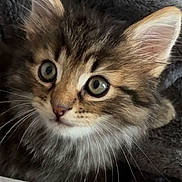 Manavai a rejoint le concours — aidez-le/la à gagner de superbes lots ! kitten, cat, fluffy, long_hair, tabby, brown, gray, blue_eyes, wide_eyes, whiskers, ears, nose, feline, pet, animal, portrait, close_up, blanket, cozy, indoors