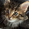 kitten, cat, fluffy, long_hair, tabby, brown, gray, blue_eyes, wide_eyes, whiskers, ears, nose, feline, pet, animal, portrait, close_up, blanket, cozy, indoors