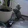 Manavai participe au concours pour gagner de l'argent avec cette photo : kitten, cat, fluffy, fur, gray_cat, standing, playing, curious, houseplant, potted_plant, flowerpot, soil, indoors, floor, wood_floor, laptop, electronic_cables, charger, rug, home