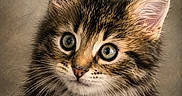 Manavai a rejoint le concours — aidez-le/la à gagner de superbes lots ! cat, kitten, tabby, fluffy, fur, whiskers, ears, eyes, nose, animal, pet, portrait, close_up, looking_at_camera, studio, indoor, brown, black, cream, cute