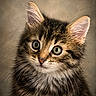 cat, kitten, tabby, fluffy, fur, whiskers, ears, eyes, nose, animal, pet, portrait, close_up, looking_at_camera, studio, indoor, brown, black, cream, cute
