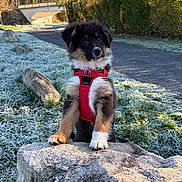 Arrow a rejoint le concours — aidez-le/la à gagner de superbes lots ! puppy, dog, red_harness, rock, frost, grass, path, bridge, trees, outdoor, nature, winter, sunlight, curious, animal, young_dog, fur, black_fur, brown_fur, white_fur