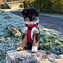 puppy, dog, red_harness, rock, frost, grass, path, bridge, trees, outdoor, nature, winter, sunlight, curious, animal, young_dog, fur, black_fur, brown_fur, white_fur