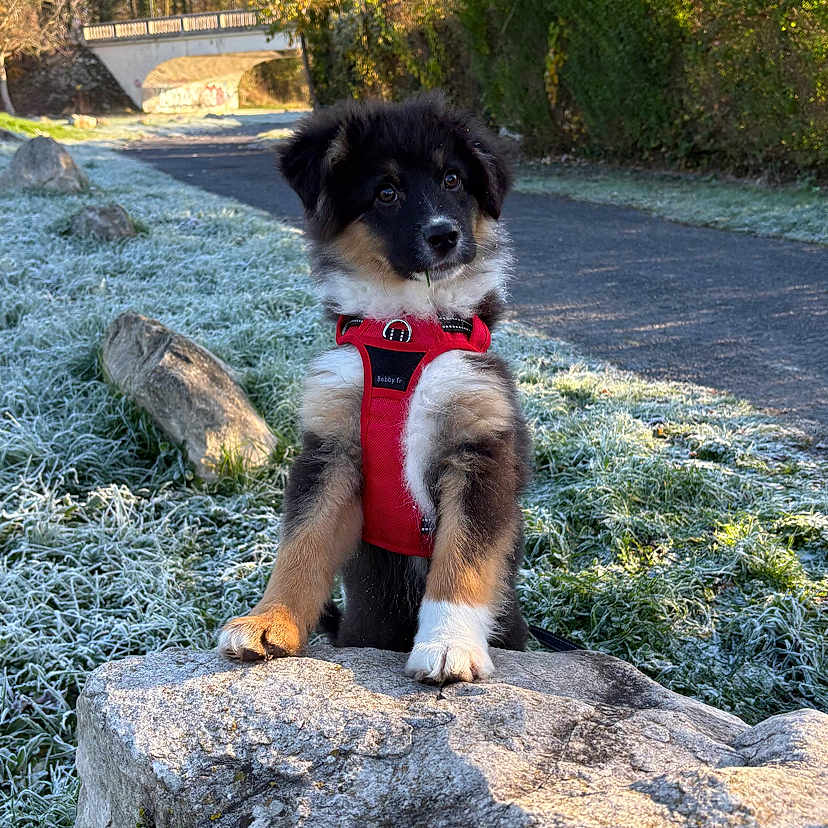 Arrow a rejoint le concours — aidez-le/la à gagner de superbes lots ! animal, black_fur, bridge, brown_fur, curious, dog, frost, fur, grass, nature, outdoor, path, puppy, red_harness, rock, sunlight, trees, white_fur, winter, young_dog