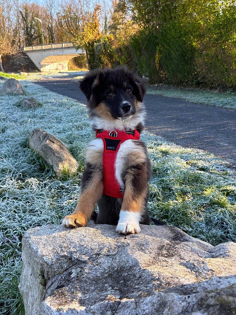 Arrow a rejoint le concours — aidez-le/la à gagner de superbes lots ! puppy, dog, red_harness, rock, frost, grass, path, bridge, trees, outdoor, nature, winter, sunlight, curious, animal, young_dog, fur, black_fur, brown_fur, white_fur