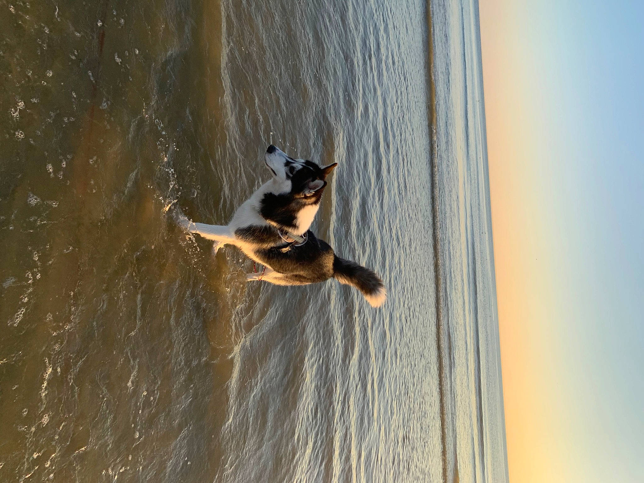 Rasko a rejoint le concours — aidez-le/la à gagner de superbes lots ! arm, beach, dog, elbow, fun, happy, human_body, lake, landscape, leisure, people_in_nature, recreation, seabird, sky, sunlight, tree, vertebrate, water, wind_wave, wood