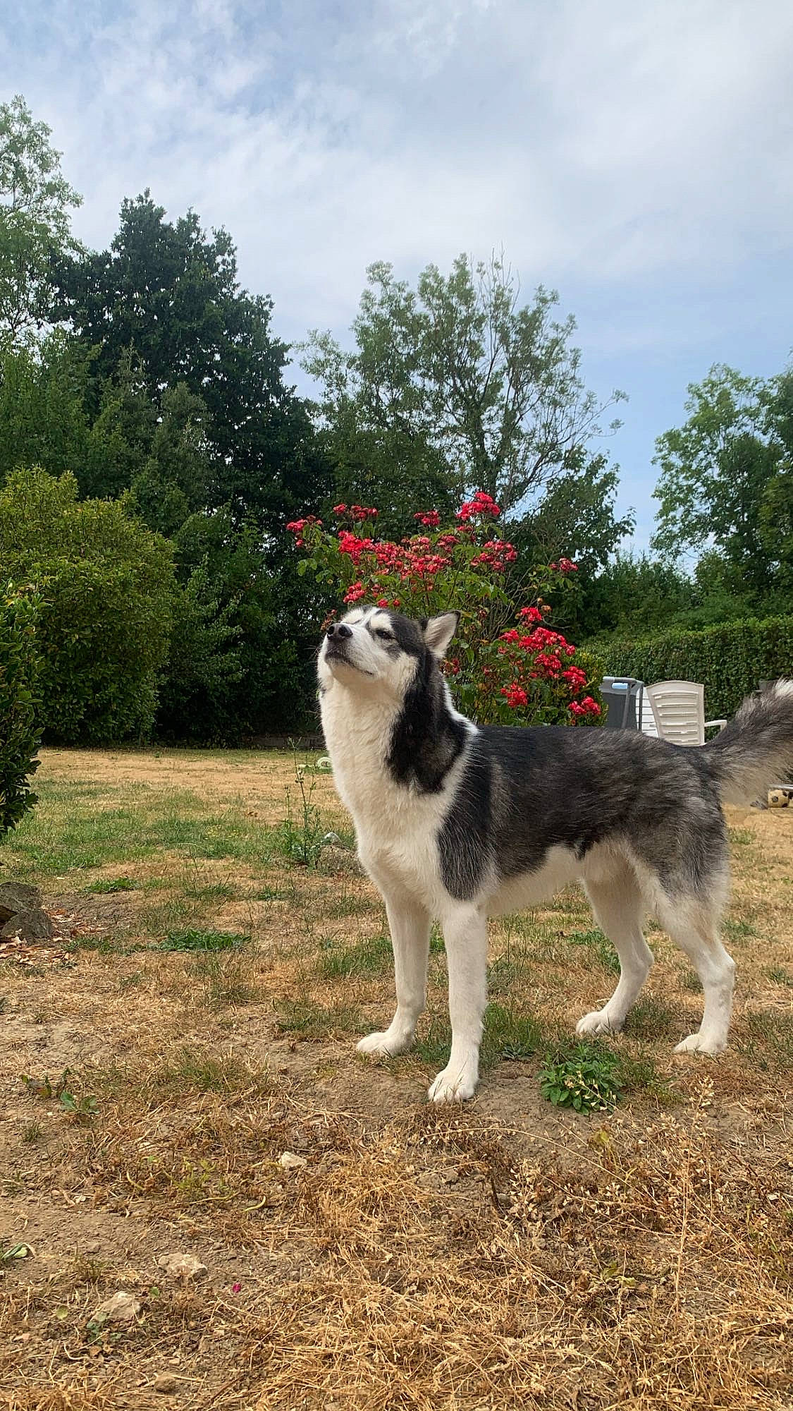 Rasko participe au concours pour gagner de l'argent avec cette photo : canidae, carnivore, cloud, companion_dog, dog, dog_breed, flower, fur, grass, herding_dog, plant, sky, sporting_group, tail, terrestrial_animal, tree, working_animal, working_dog