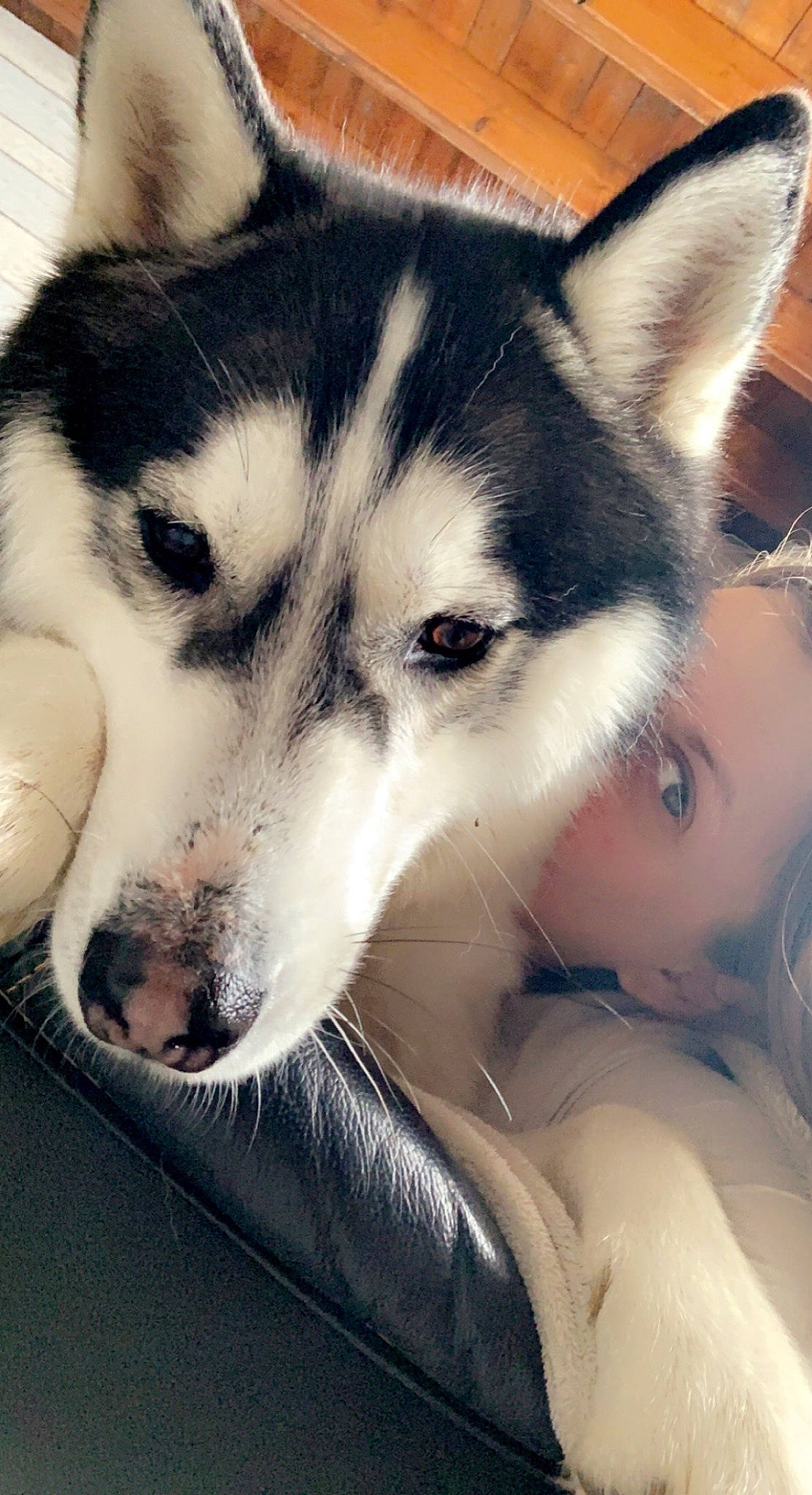 Rasko participe au concours pour gagner de l'argent avec cette photo : boat, canidae, canis, carnivore, companion_dog, dog, dog_breed, fur, happy, iris, jaw, mammal, sled_dog, snout, sporting_group, vertebrate, whiskers, wildlife, wolf, working_animal