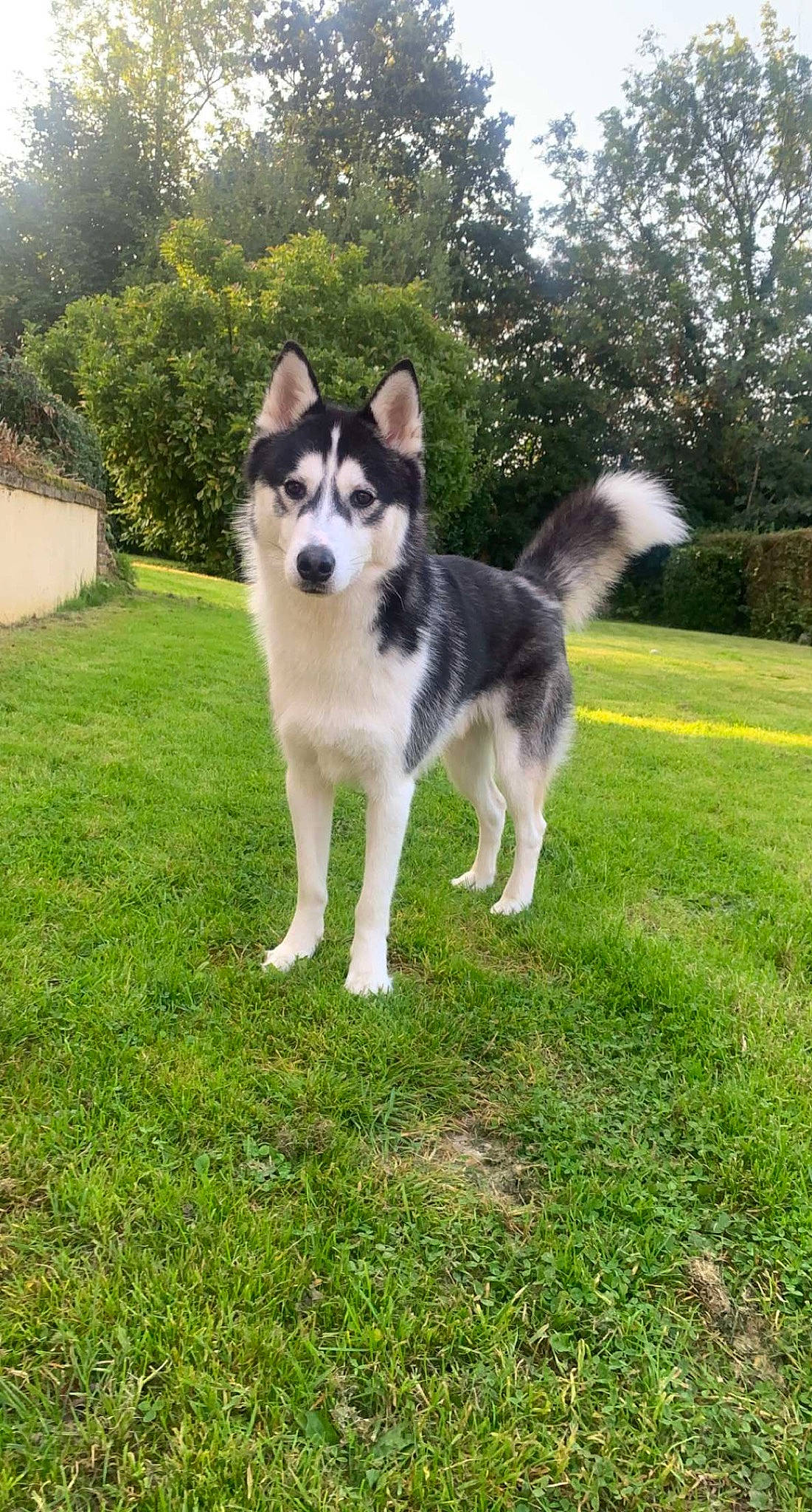 Rasko a rejoint le concours — aidez-le/la à gagner de superbes lots ! ancient_dog_breeds, canidae, carnivore, companion_dog, dog, dog_breed, grass, non_sporting_group, plant, sky, sled_dog, snout, sporting_group, tail, terrestrial_animal, tree, working_animal, working_dog