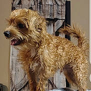 Scrappy is registered to the contest to win money with this photo: dog, small_dog, curly_fur, fluffy, indoor, pet, animal, happy, tail, mouth_open, fur, standing, wooden_curtain, home, domestic, cute, canine, fur_texture, smiling, background