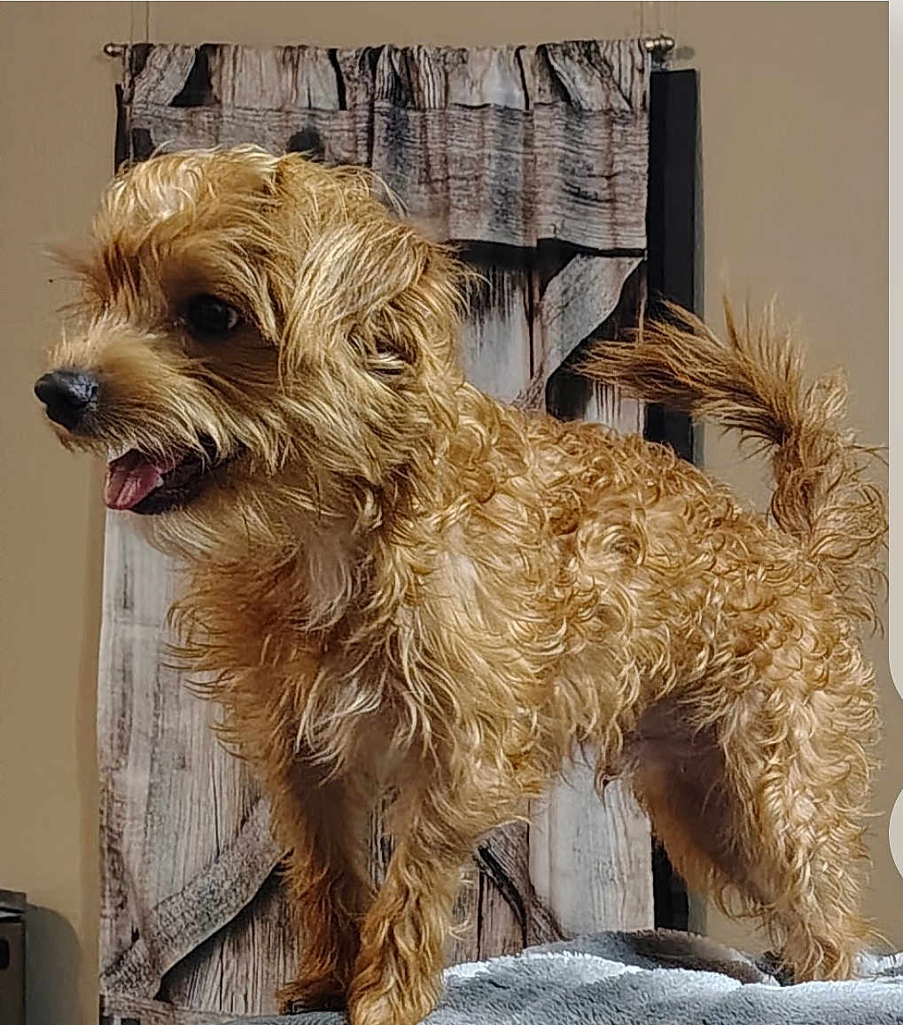 Scrappy is registered to the contest to win money with this photo: dog, small_dog, curly_fur, fluffy, indoor, pet, animal, happy, tail, mouth_open, fur, standing, wooden_curtain, home, domestic, cute, canine, fur_texture, smiling, background