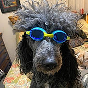Boomer joined the competition — help win amazing prizes! accessory, bed, black_dog, close_up, curly_fur, curly_hair, curtains, dog, funny, furniture, goggles, indoor, painting, patterned_bedspread, pet, portrait, resting, room, sleeping_dog, wall_art