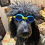 accessory, bed, black_dog, close_up, curly_fur, curly_hair, curtains, dog, funny, furniture, goggles, indoor, painting, patterned_bedspread, pet, portrait, resting, room, sleeping_dog, wall_art