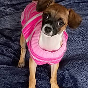Sadie joined the competition — help win amazing prizes! dog, small_dog, puppy, pet, animal, sweater, pink_sweater, striped_sweater, cozy, cute, indoor, blanket, blue_blanket, fur, ears, standing, looking_up, front_legs, canine, companion