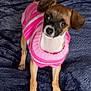 dog, small_dog, puppy, pet, animal, sweater, pink_sweater, striped_sweater, cozy, cute, indoor, blanket, blue_blanket, fur, ears, standing, looking_up, front_legs, canine, companion