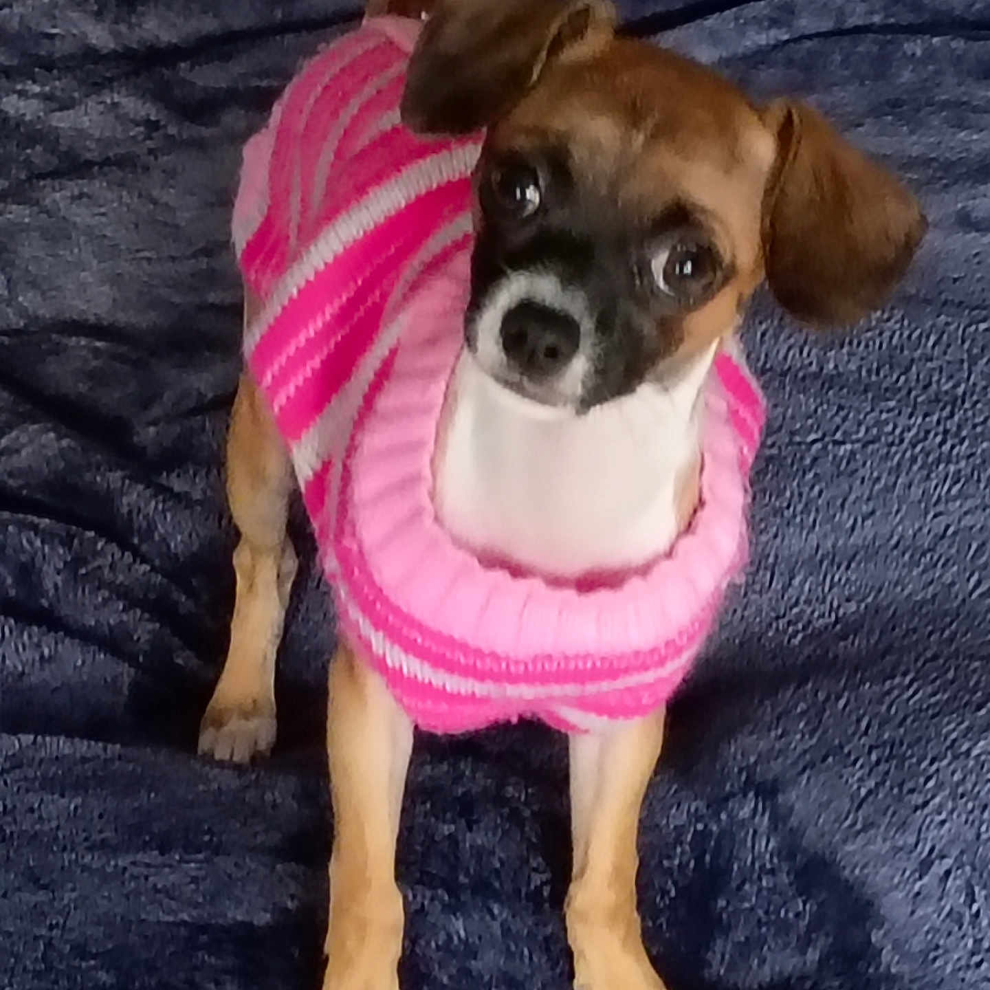 Sadie joined the competition — help win amazing prizes! animal, blanket, blue_blanket, canine, companion, cozy, cute, dog, ears, front_legs, fur, indoor, looking_up, pet, pink_sweater, puppy, small_dog, standing, striped_sweater, sweater