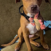 Rollo is registered to the contest to win money with this photo: puppy, dog, heterochromia, toy, plush_toy, couch, brown_fur, white_chest, collar, pet, indoor, sitting, cute, playful, canine, animal, domestic_animal, looking_at_camera, furniture, young_dog