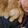 River is registered to the contest to win money with this photo: animal, black_clothing, casual, cat, close_up, closed_eyes, companion, cozy, face, fluffy, furry, ginger, hoodie, indoor, person, pet, red_drawstring, relaxed, resting, shoulder