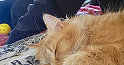 River is registered to the contest to win money with this photo: animal, blanket, cat, close_up, comfort, cozy, ear, feline, fluffy, fur, home, indoor, orange_cat, person, pet, resting, sleeping, soft, toy, whiskers